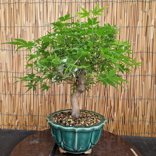 Bonsai acero yamamomijii - bonsai,