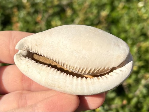 Florida fossil cowrie - florida,
