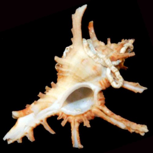 Murex axicornis 55 - murex, mm