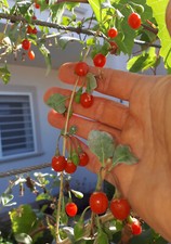 Pianta goji lycium - –,