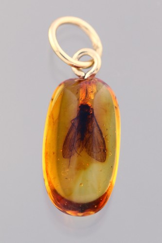 Caddisfly insetto fossile - caddisfly,