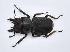 Lucanidae gnaphaloryx opacus - gnaphaloryx,