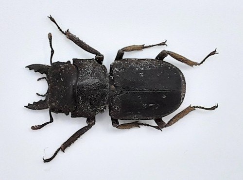 Lucanidae gnaphaloryx opacus - lucanidae,,