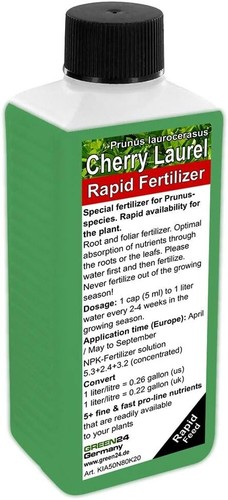 Green24 cherry laurel prunus - green24,