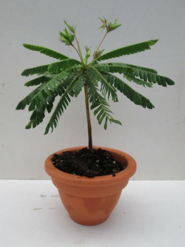 200 semi biophytum - 20/200,