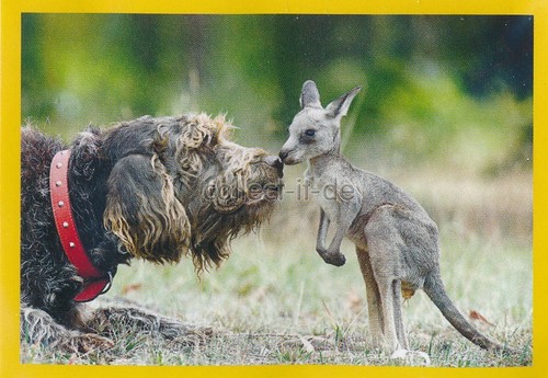 Panini national geographic - national,