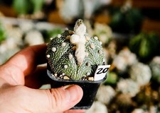20.  Astrophytum superkabuto