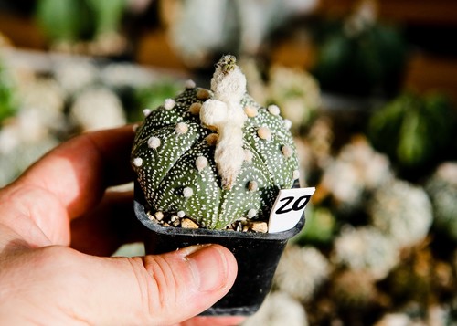 Astrophytum superkabuto - 20.,