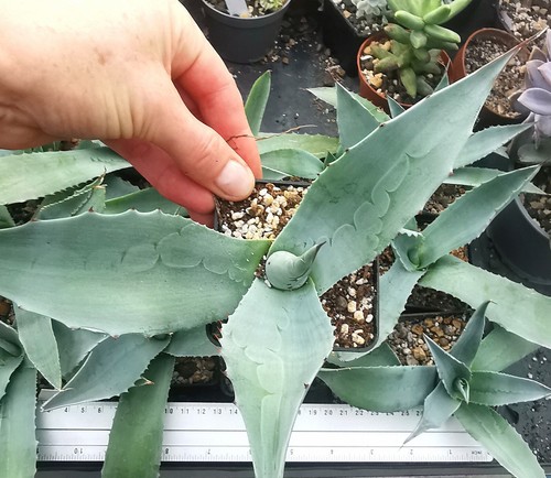Agave ovatifolia frosty blue - agave,