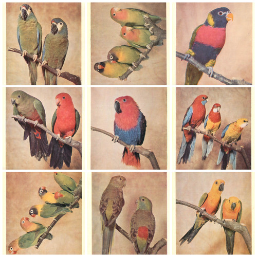 Set carte pittoriche - 9,