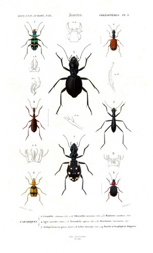 Cicindela chinensis coleotteri - cicindela,