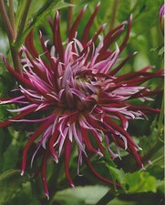 Dalia di cactus a fiore grande