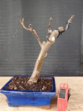 bonsai di fico  h 28 cm visita