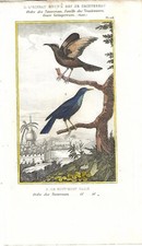 Stampa antica UCCELLI