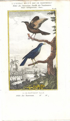 Stampa antica uccelli - antica,