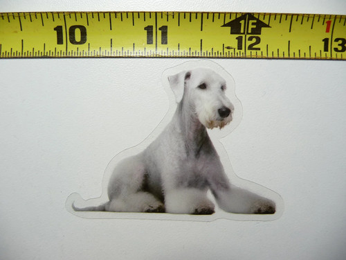 Bedlington terrier cane - terrier,