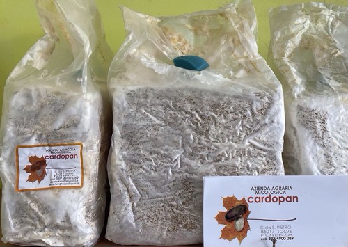 Ballette funghi cardoncelli - 25,