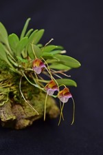 Orchidea Masdevallia patriciana