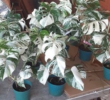 Variegated Monstera Albo -