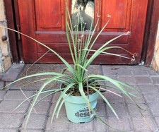 Dasylirion seratifolium, 60