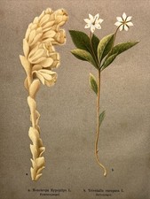 Incisione su legno piante