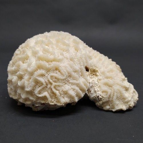 Corallo bianco cervello - corallo, “cervello”