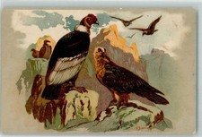 39151476 - Roma Condor