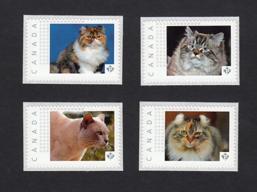 Gatti domestici himalayano - domestici, =