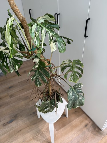 Monstera variegata tagliera - monstera,