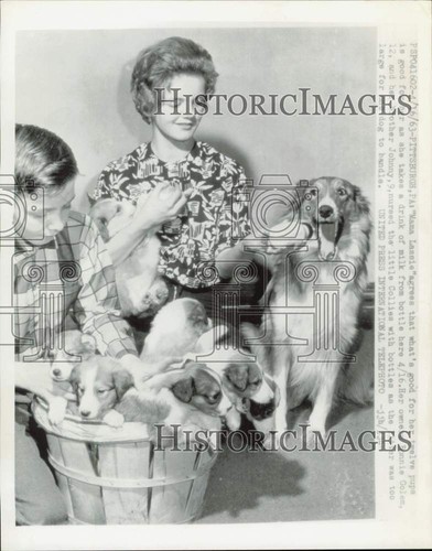 1963 stampa foto collie - stampa,