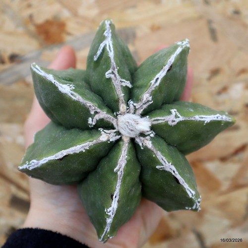 K282 astrophytum myriostigma - k282,