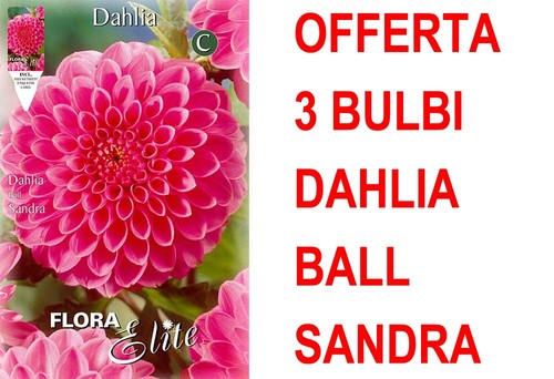 Offerta bulbi dahlia ball - bulbi,