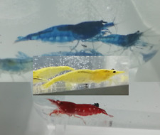 Caridina caridine red sakura o blu dream o yellow fire o black