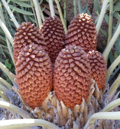 Encephalartos eugene maraisii - encephalartos, eugene-maraisii