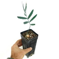 Enchephalartos nubimontanus var. robustus AF18 - no zamia dioon cycas