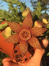 Orbea Lepida 3.5" Potted Plant