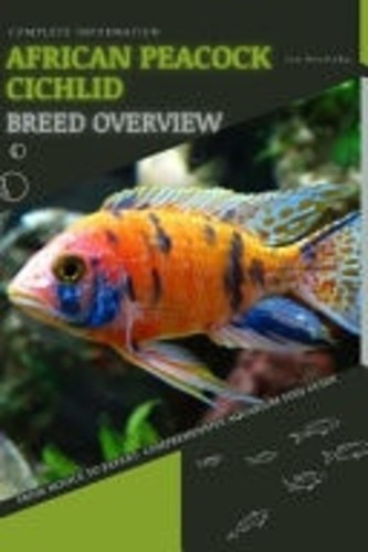 African peacock cichlid from - african,