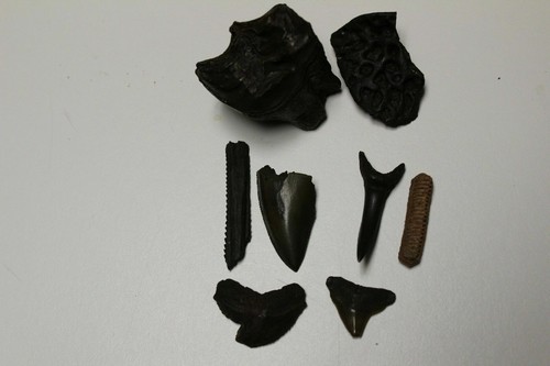 Lotto fossil florida equus - fossil,