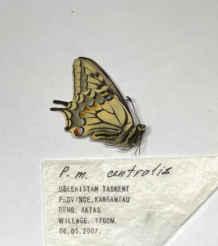 Papilio machaon - papilio,
