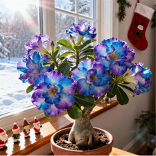 Rosa Del Deserto Rara/Perenne