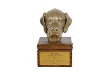 Pointer inglese urna sulla