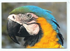 1 Cartolina Postale Petto