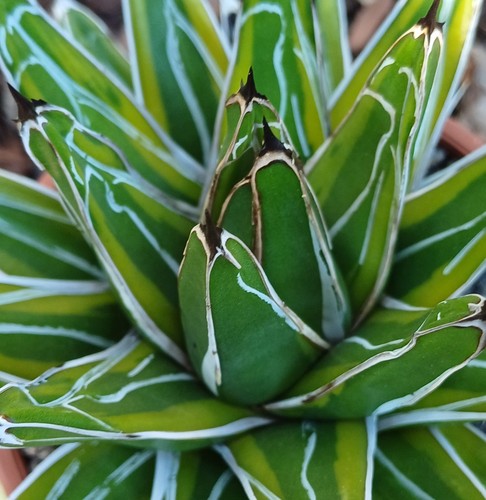 Agave victoriae reginae - agave, victoriae-reginae