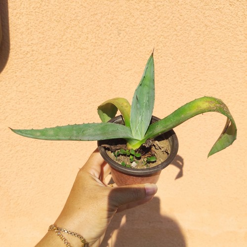 Vaso cm agave - 🪴vaso, 9