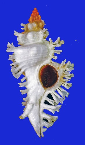 Murex chicoreus fosterorum - ,
