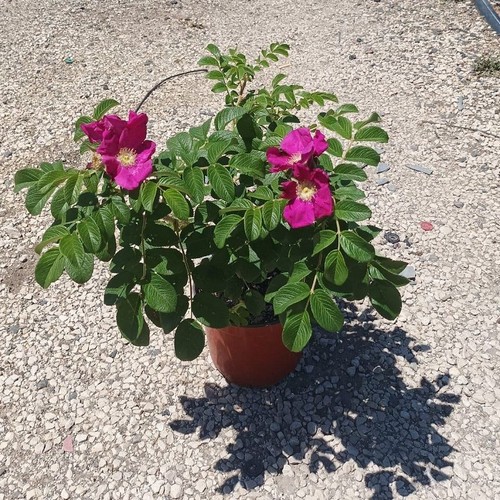 Pianta rosa rugosa - rosa,