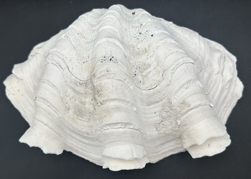 Tridacna gigas grande guscio - tridacna,
