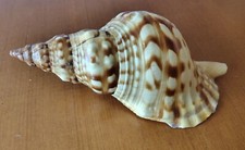 Conchiglia charonia tritonis - conchiglia,