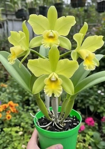 Green cattleya orchid - green,