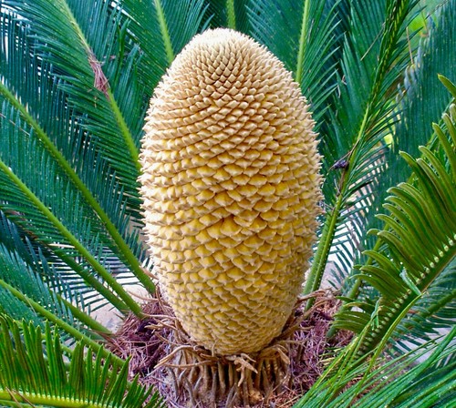 Cycas revoluta male - cycas, 10-15cm